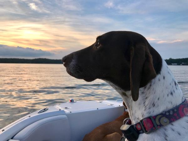 /Images/uploads/Southeast German Shorthaired Pointer Rescue/segspcalendarcontest2018/entries/8606thumb.jpg